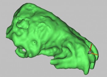 model of a bat skull - in progress!