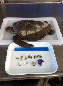 It is not unusual for balloons to be recovered from autopsied turtles due to their striking resemblance to turtle's natural prey. Photo: Kathy Townsend (University of Queensland).